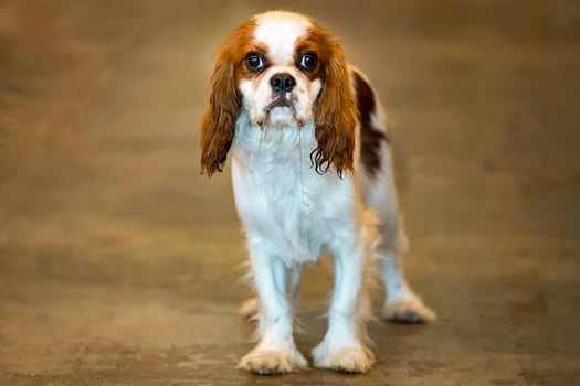 chevalier king dog portrait looking at you photo