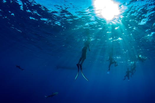 people snorkeling with sharks in blue ocean of polynesia photo