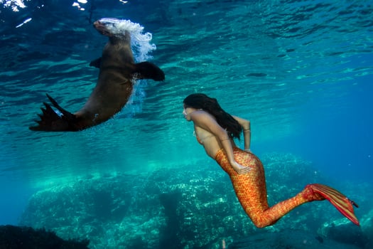 Mermaid swimming underwater in the deep blue sea with a seal photo