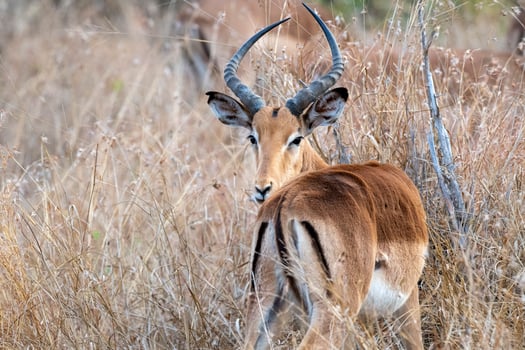 impala in kruger park south africa photo