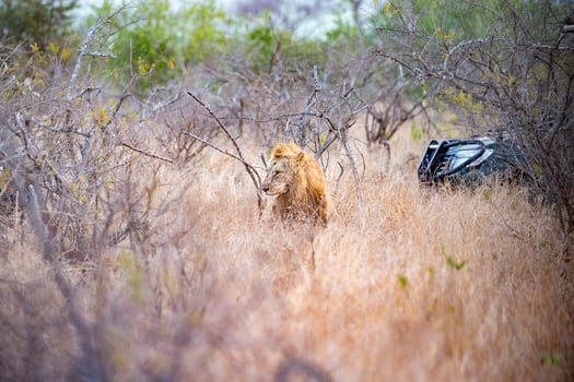 wounded male lion in kruger park south africa with a safari jeep photo