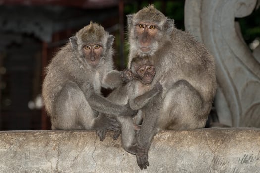 macque ape monkey inside bali induist temple photo