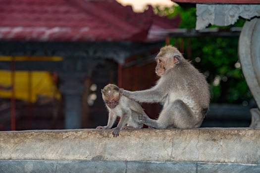 Indonesia macaque monkey ape inside a temple portrait grooming photo