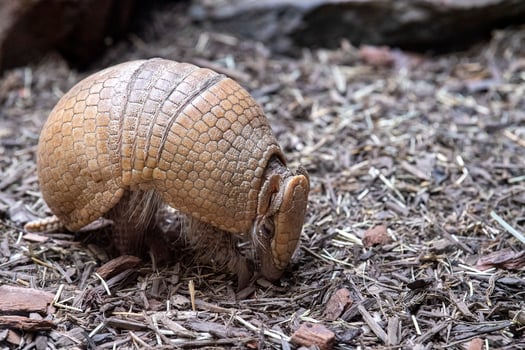 South America armadillo close up portrait photo