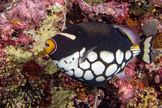 conspicillum clown trigger fish in maldives photo
