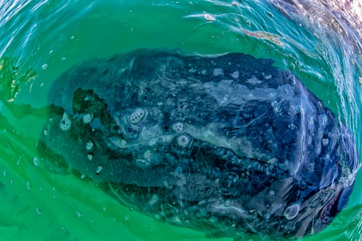 baby grey whale nose at sunset in pacific ocean photo