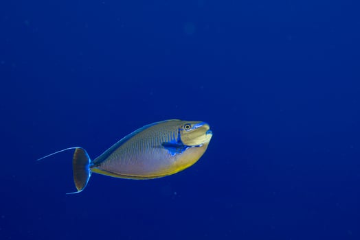 surgeon fish in the blue photo