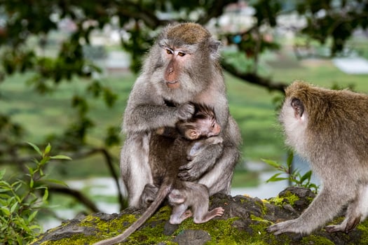 puppy newborm Indonesia macaque monkey ape close photo