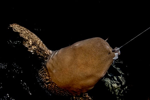 Nurse Shark close up on black at night photo