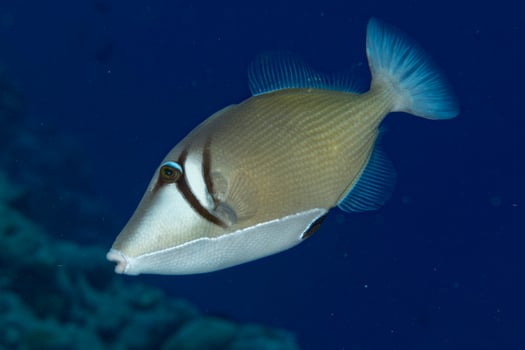 conspicillum clown trigger fish in maldives photo