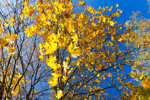 yellowed maple trees in autumn photo