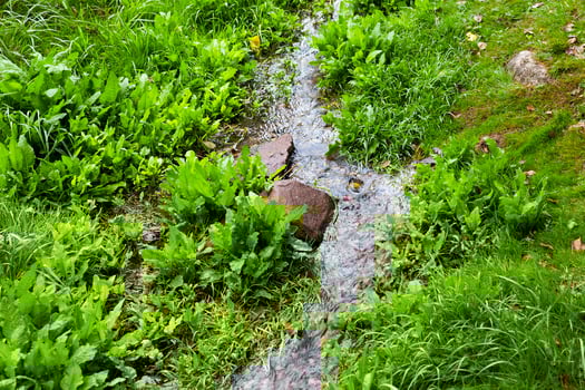 small stream, green grass photo