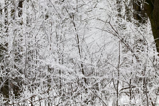 Photographed winter forest photo