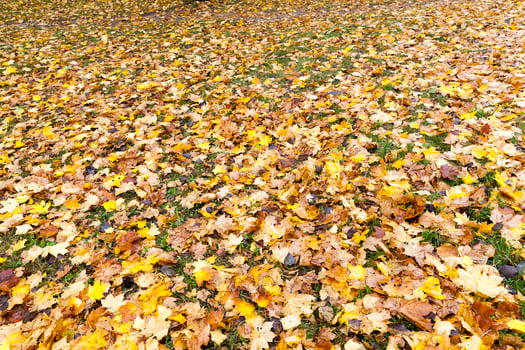 The fallen maple leaves photo