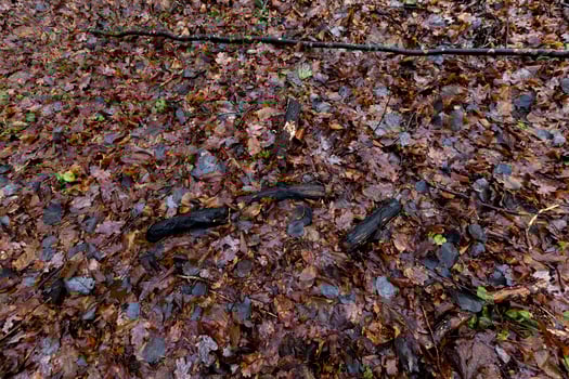 Rotten foliage of maple photo
