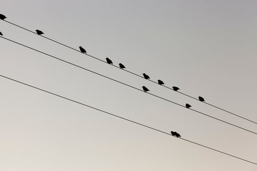 a few birds on the lines of high voltage poles photo