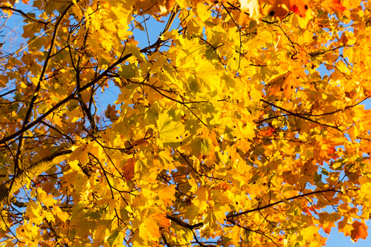 yellowed maple trees in autumn photo