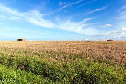 straw after harvest photo