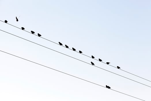 a few birds on the lines of high voltage poles photo