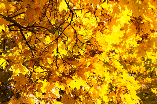 yellowed maple trees in autumn photo