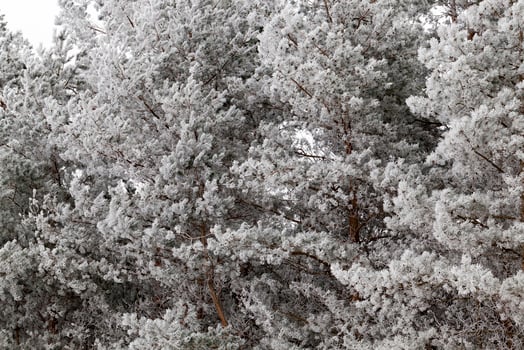 frost on needles of a pine photo