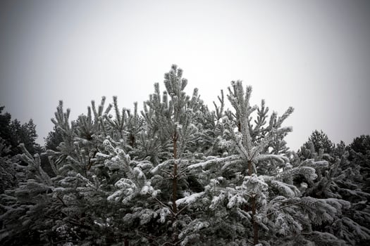 Forest in winter photo