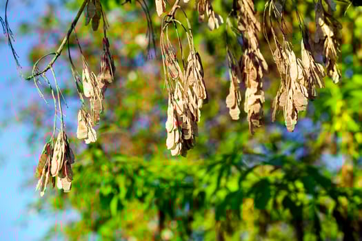 Maple Seeds close up photo