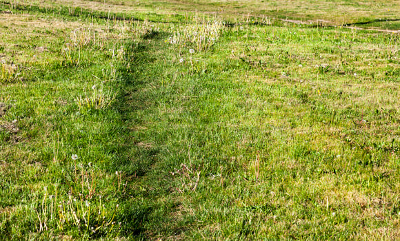 path on the lawn photo
