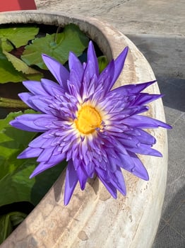 flowers leaves green nature plants flora photo
