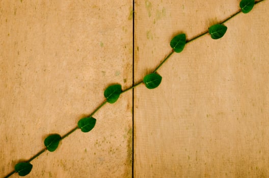 Background and texture of Ficus pumila tree. photo