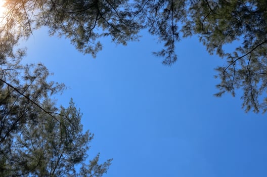 Australian pine tree with bright clear blue sky. photo