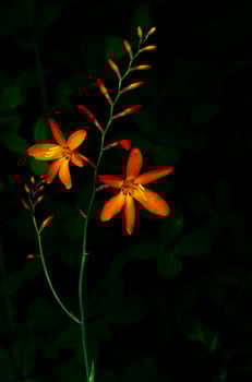 Vertical picture of orange color of Montbretia flowers on dark background. photo