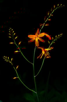 Vertical picture of orange color of Montbretia flowers on dark background. photo