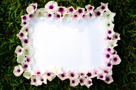 Blooming morning glory flowers set as frame on white paper with green grass background. photo