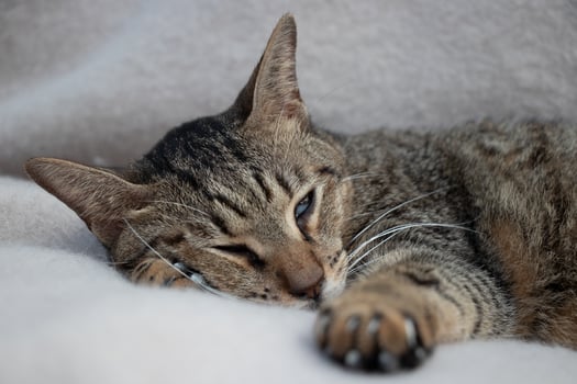 Brown cat lying down and sleeping photo