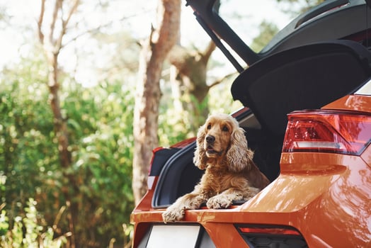 Dog is on the backseat of modern car that parked in the forest photo