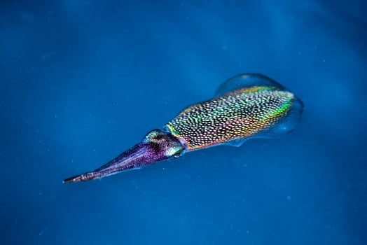 Squid cuttlefish underwater at night photo