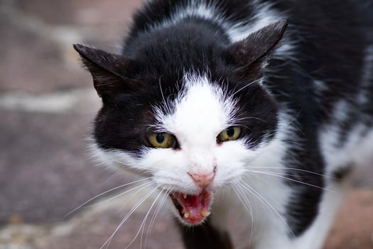 white and black cat ready to attack photo