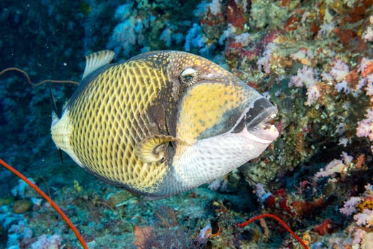 titan trigger fish in Maldives photo