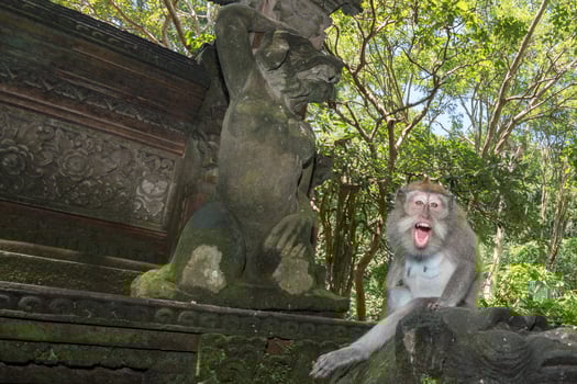 Indonesia macaque monkey ape close up portrait photo