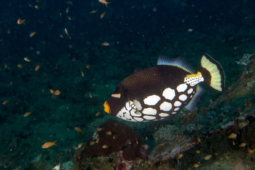 conspicillum clown trigger fish in maldives photo