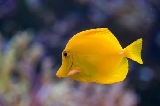 Yellow surgeon fish zebrasoma flavescens photo