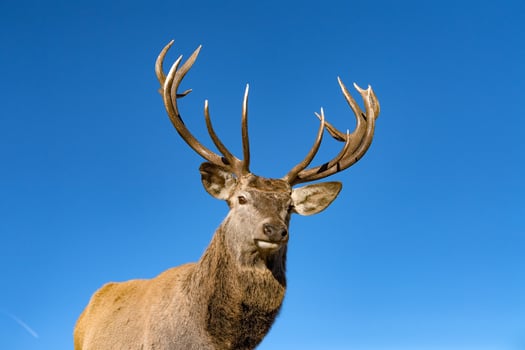 male red Deer portrait looking at you photo