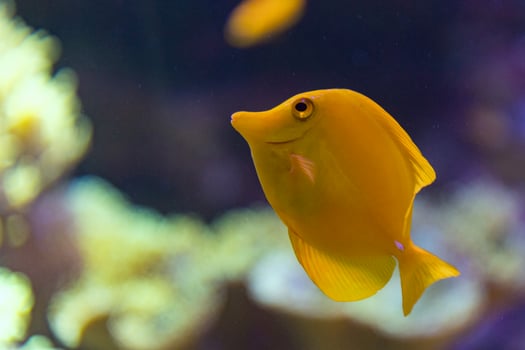 Yellow surgeon fish zebrasoma flavescens photo