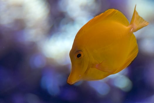 Yellow surgeon fish zebrasoma flavescens photo