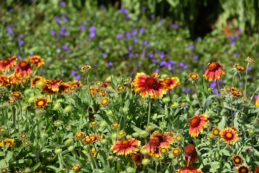 Farmed colorful outdoor flowers field photo