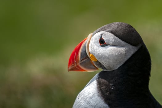 Puffin bird close up portrait photo