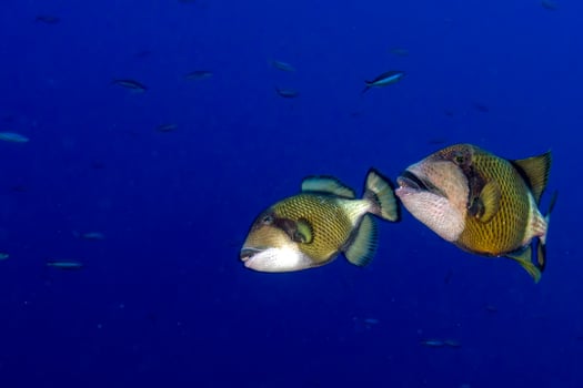 two titan trigger fish in Maldives photo
