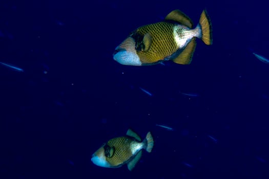 two titan trigger fish in Maldives photo