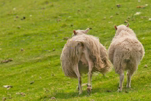 Two sheep with long hairy wool taken from back in the green grass background photo